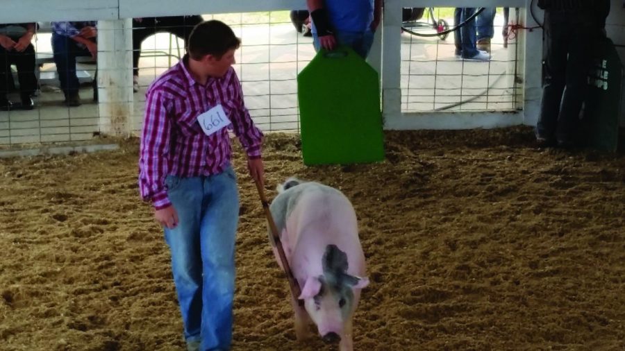 Chandler Kees walks and directs his pig to show it in a 4H competition. 