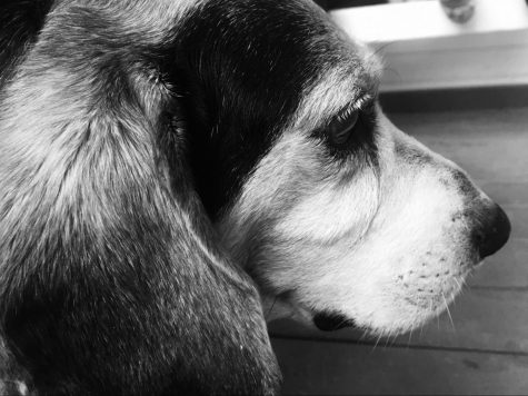 THE UNDERDOG: 10 UNDERRATED DOGS